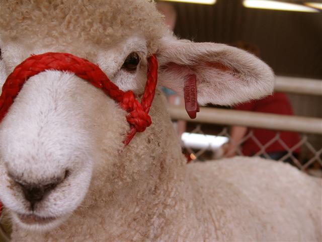 sheep-head-small.jpg