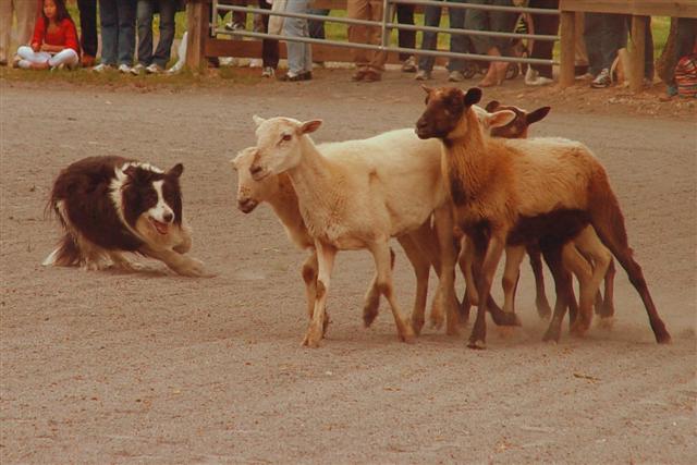 sheepdog-2-small.jpg