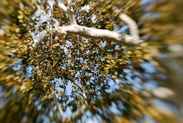 fall-tree.jpg