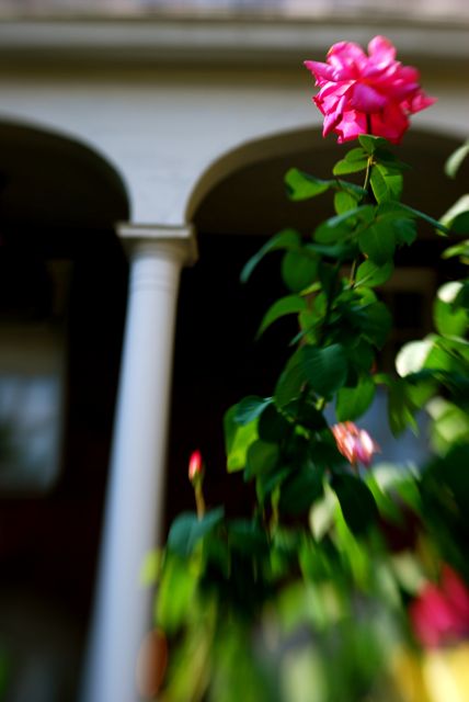 rose-emoore-hall.jpg